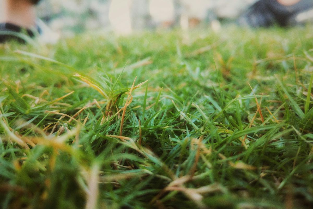 So erholt sich Ihr Rasen nach großer Hitze Rasenpflege nach der Hitzewelle