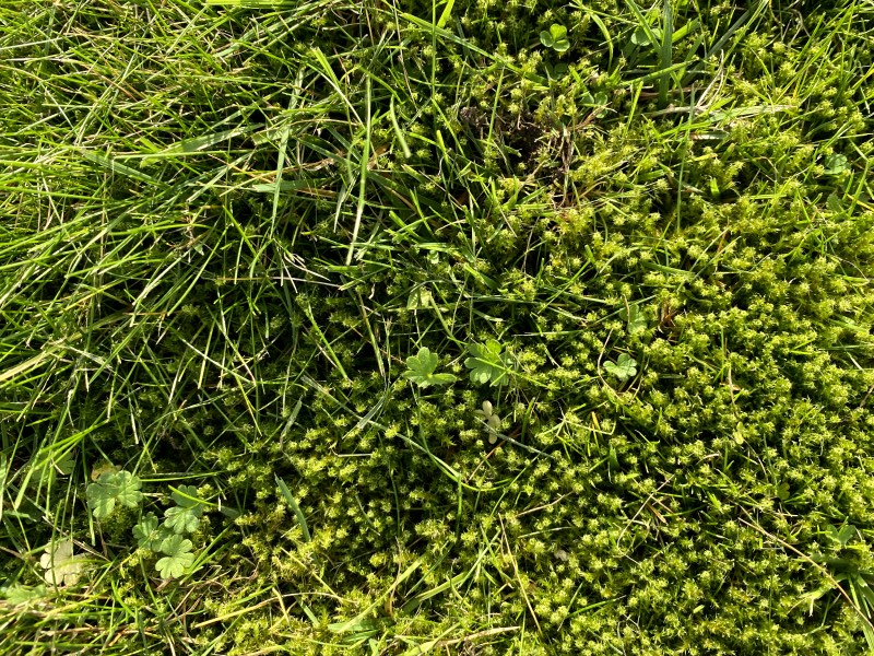 Die 7 häufigsten Gründe für gelbe Flecken im Rasen  Tipps zum Wasser sparen beim Bewässern Ihres Rasens