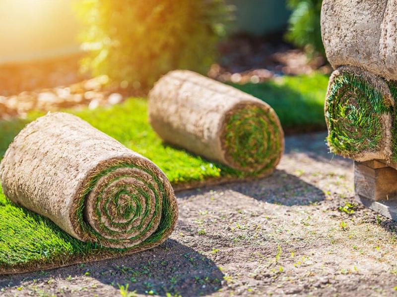 Warum jetzt Rollrasen kaufen? Warum jetzt Rollrasen kaufen?