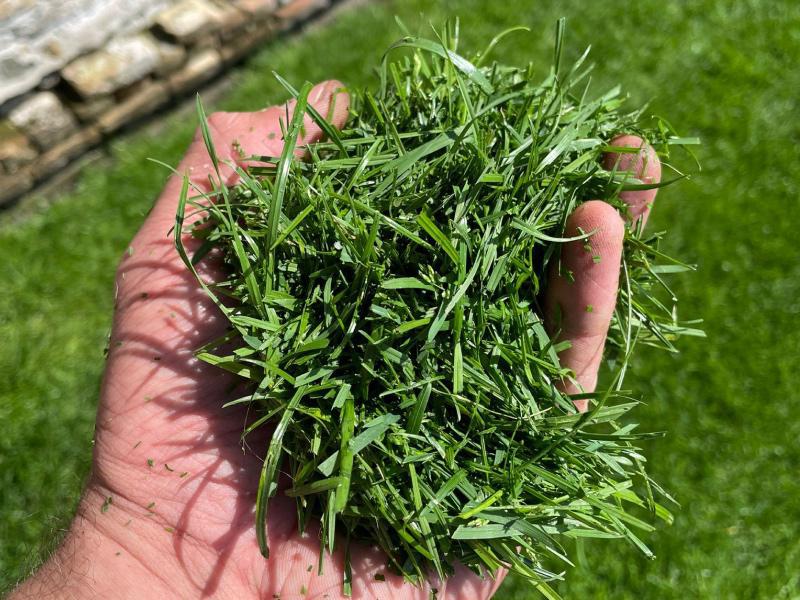 Wohin mit dem Rasenschnitt nach dem Mähen?   Wohin mit dem Rasenschnitt nach dem Mähen?