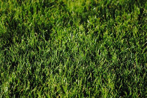 NPK-Rasendünger 4 kg (100 m2) 0