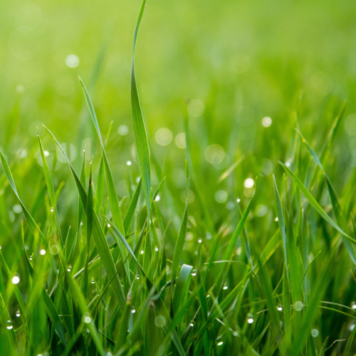 Hendriks Sport- und Spielrasen 1