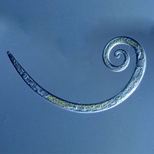 Nematoden gegen Trauermücken und Wiesenschnaken (50m2)