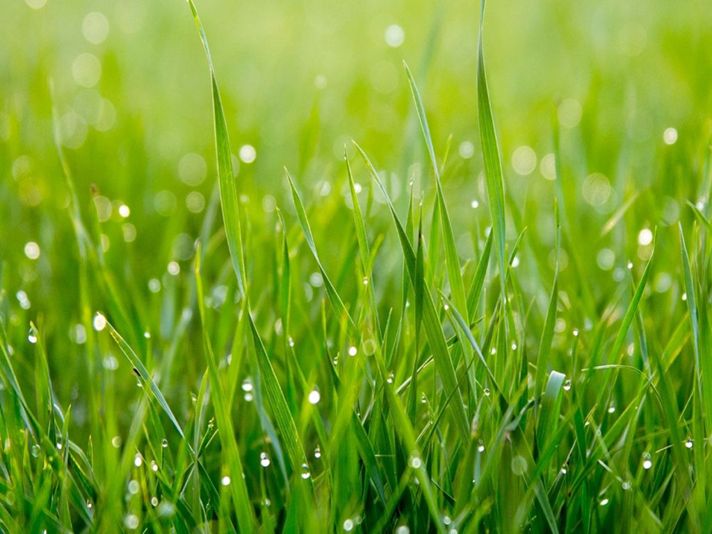 Saatgut 1 kg (25-30 m2)