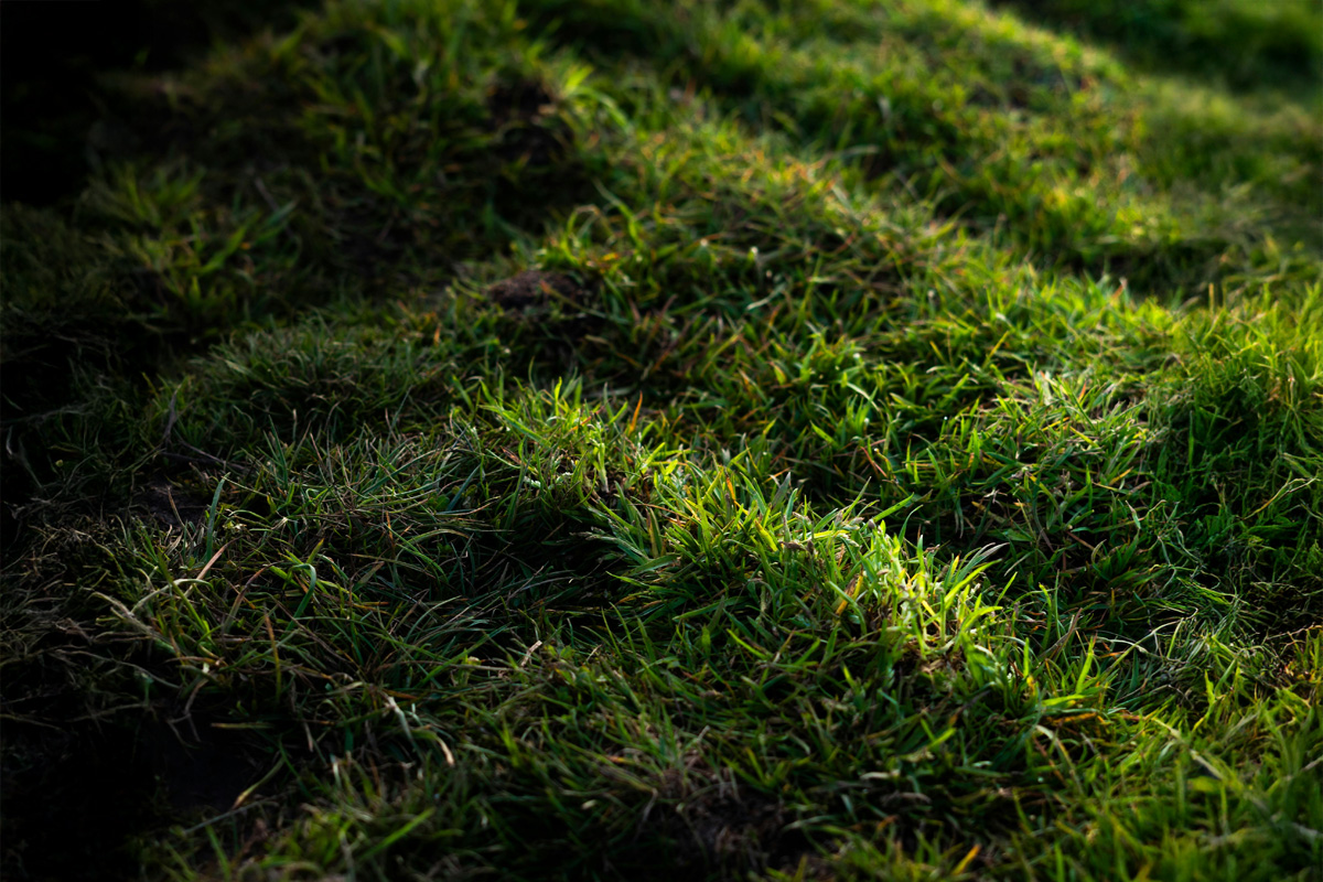 Gras im Winter bei wenig Sonnenlicht und Schatten Rasen mit Schatten und wenig Sonnenlicht im Winter