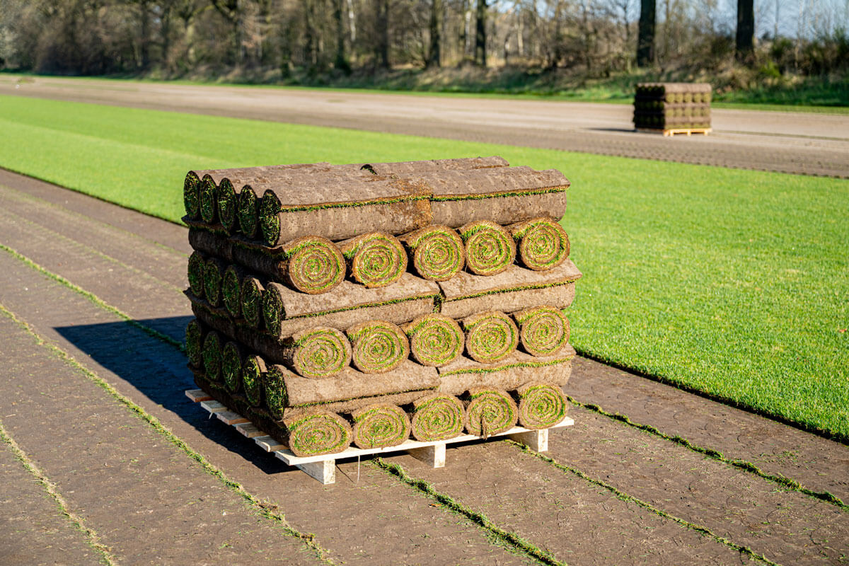 Fertigrasen Fertigrasen
