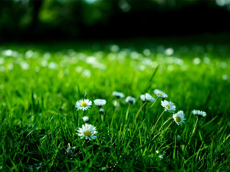 Mai Nicht Mähen: Ihren Rasen im Mai nicht zu mähen, eine gute Idee oder nicht? | Profi-rasen.de Mai Nicht Mähen: Ihren Rasen im Mai nicht zu mähen, eine gute Idee oder nicht? | Profi-rasen.de