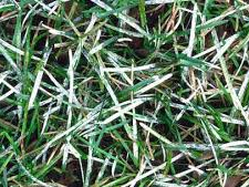 Rasenpedia - Mehltau - Profi-rasen.de