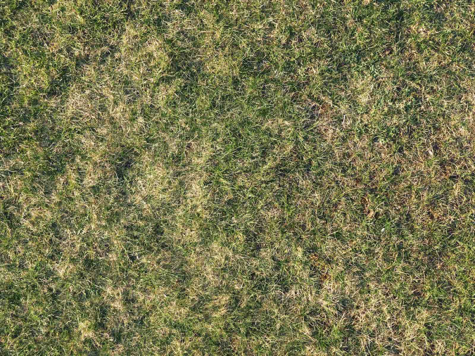 Garten mit Rasen Garten mit Rasen