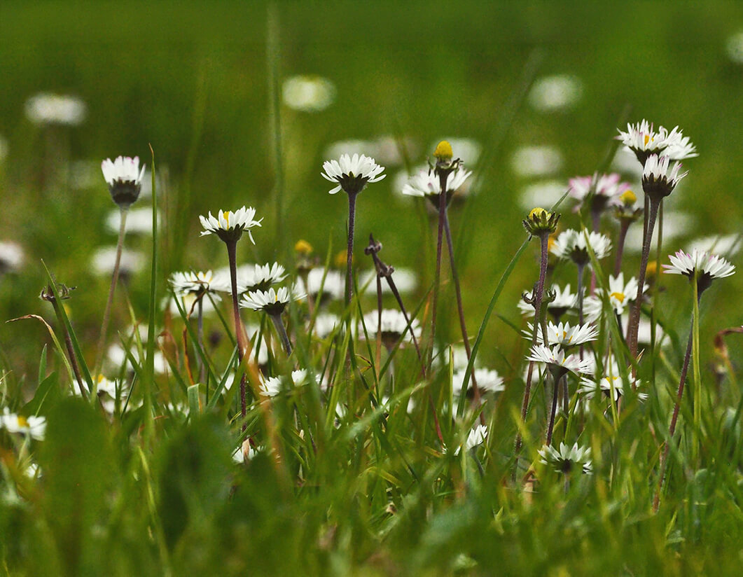 Happy Lawn Rasensamen bestellen Happy Lawn Rasensamen bestellen