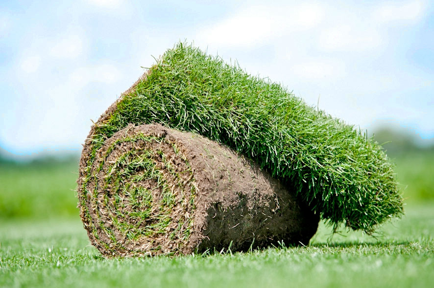 Rasensorten für Ihren Garten