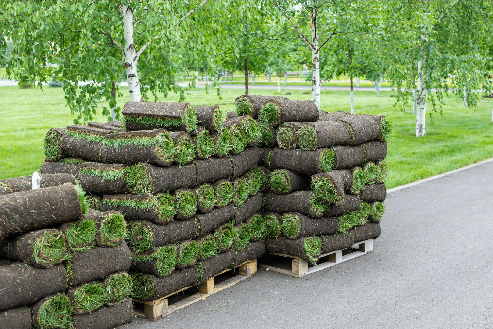Lieferung Rollrasen Lieferung Rollrasen