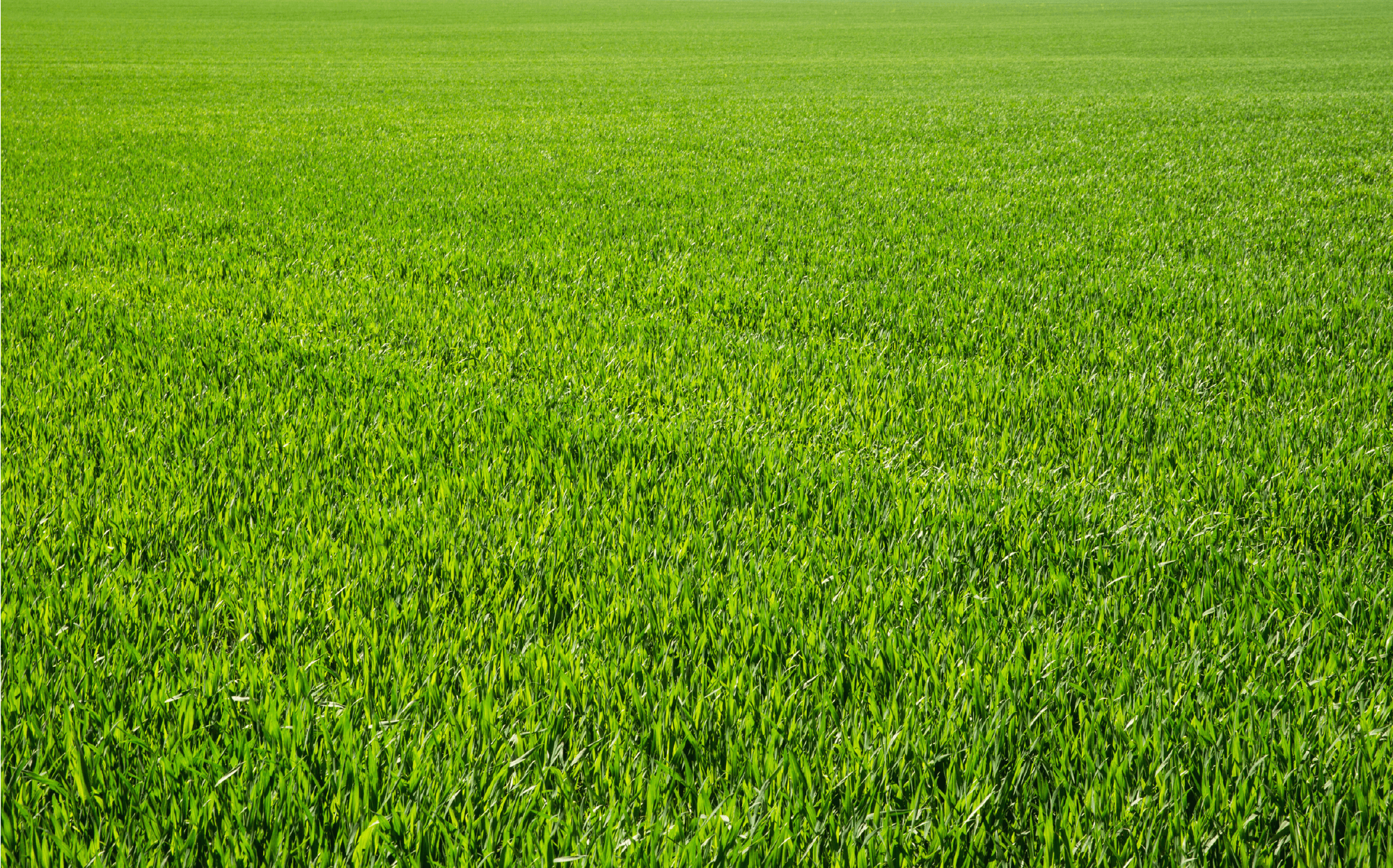 Premium Rollrasen Premium Rollrasen