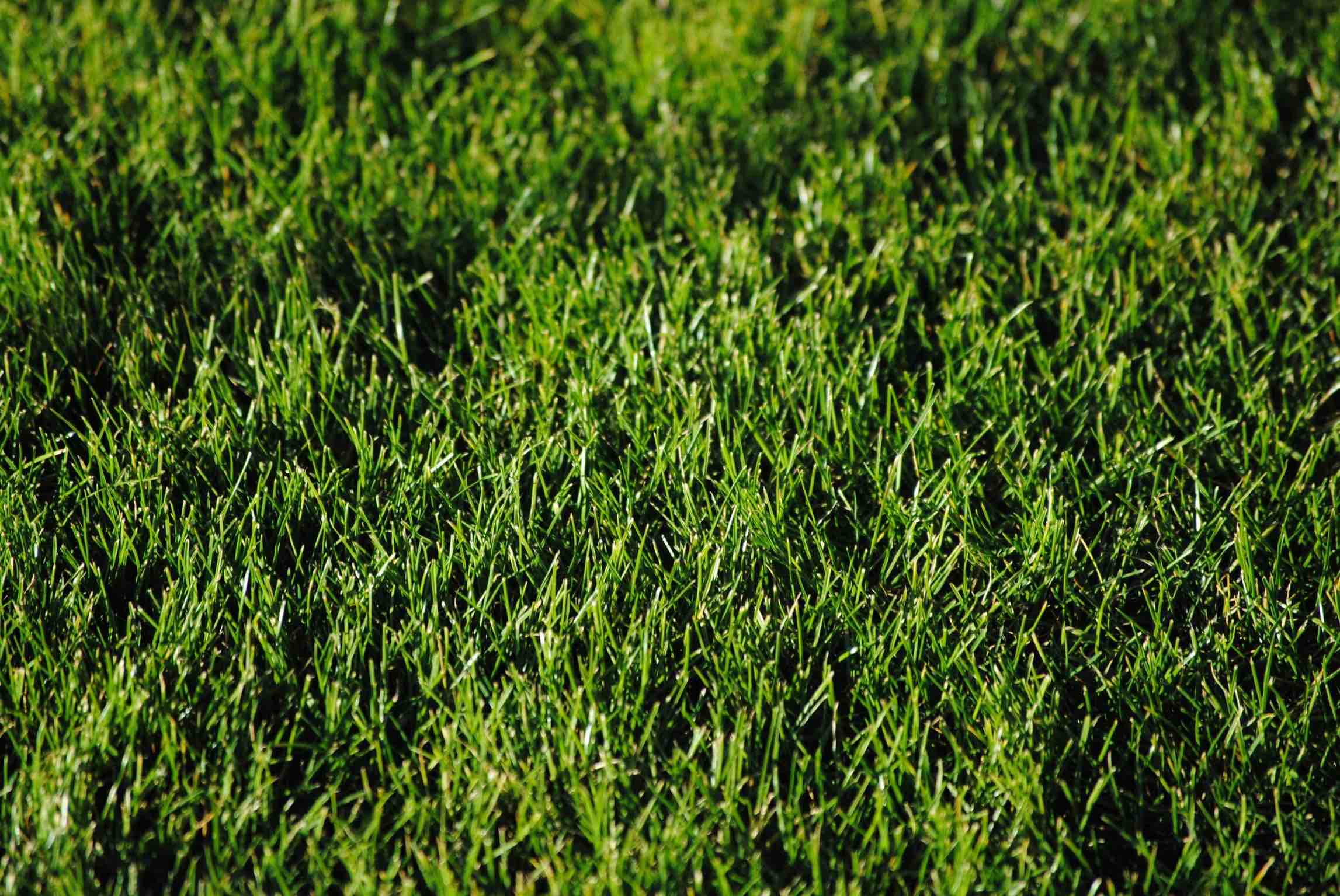 Schattenrasen Schattenrasen