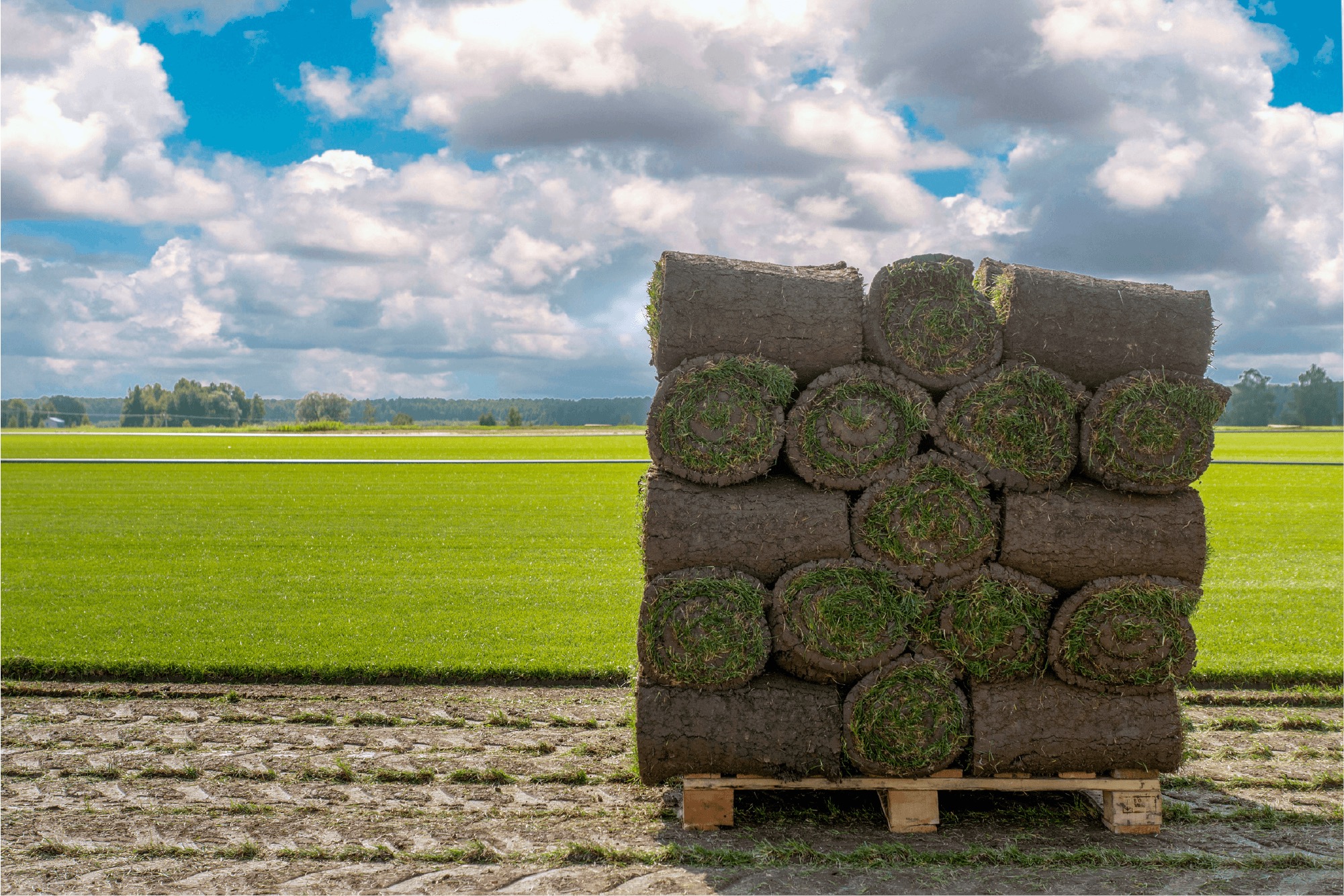 Spiel und Sportrasen kaufen bei Hendriks Profi-Rasen Spiel und Sportrasen kaufen bei Hendriks Profi-Rasen