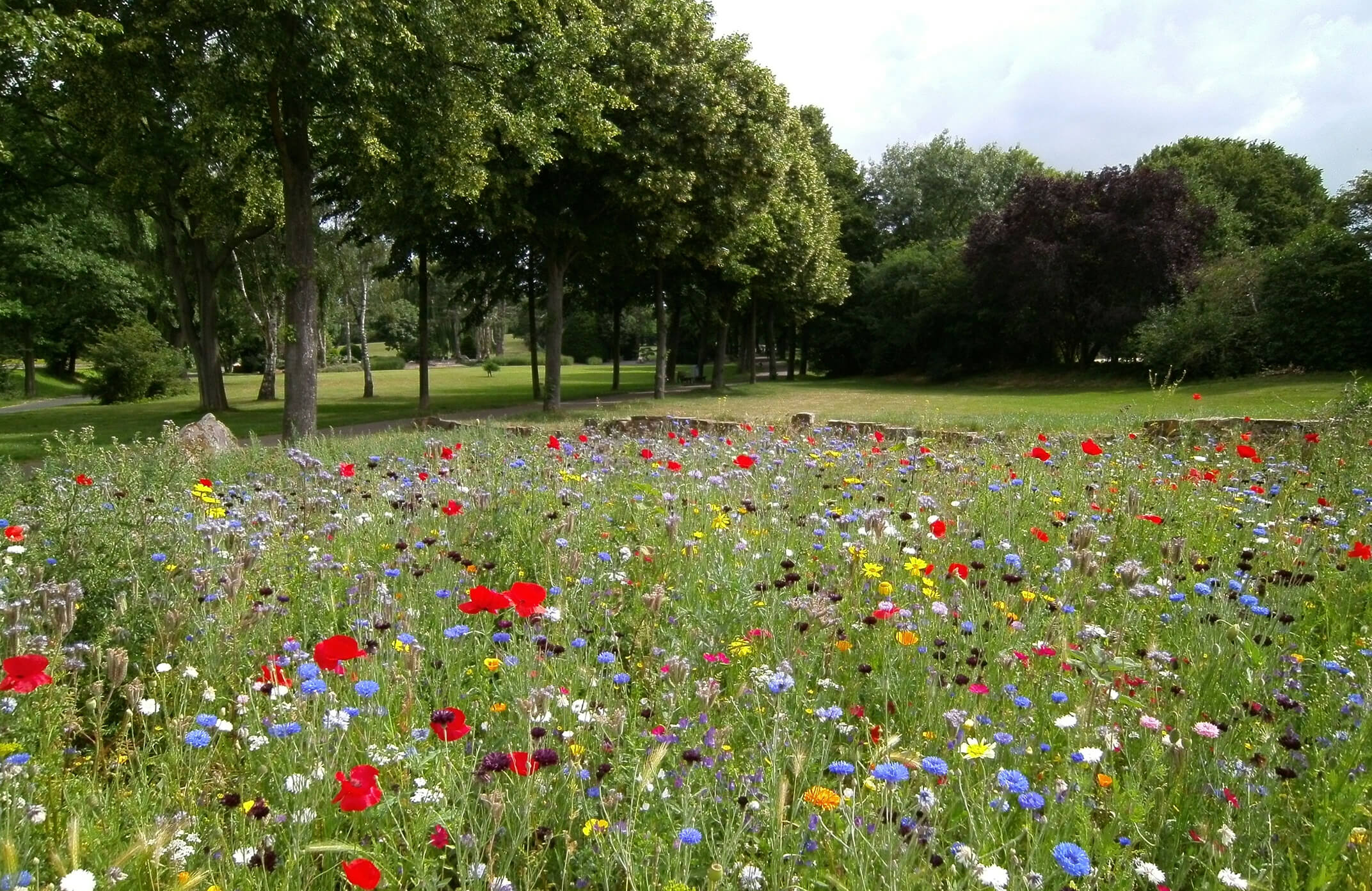Rasensamen met Blumen kaufen Rasensamen met Blumen kaufen