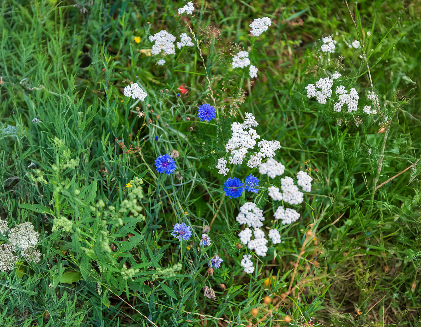 Vorteile von Happy Lawn Vorteile von Happy Lawn