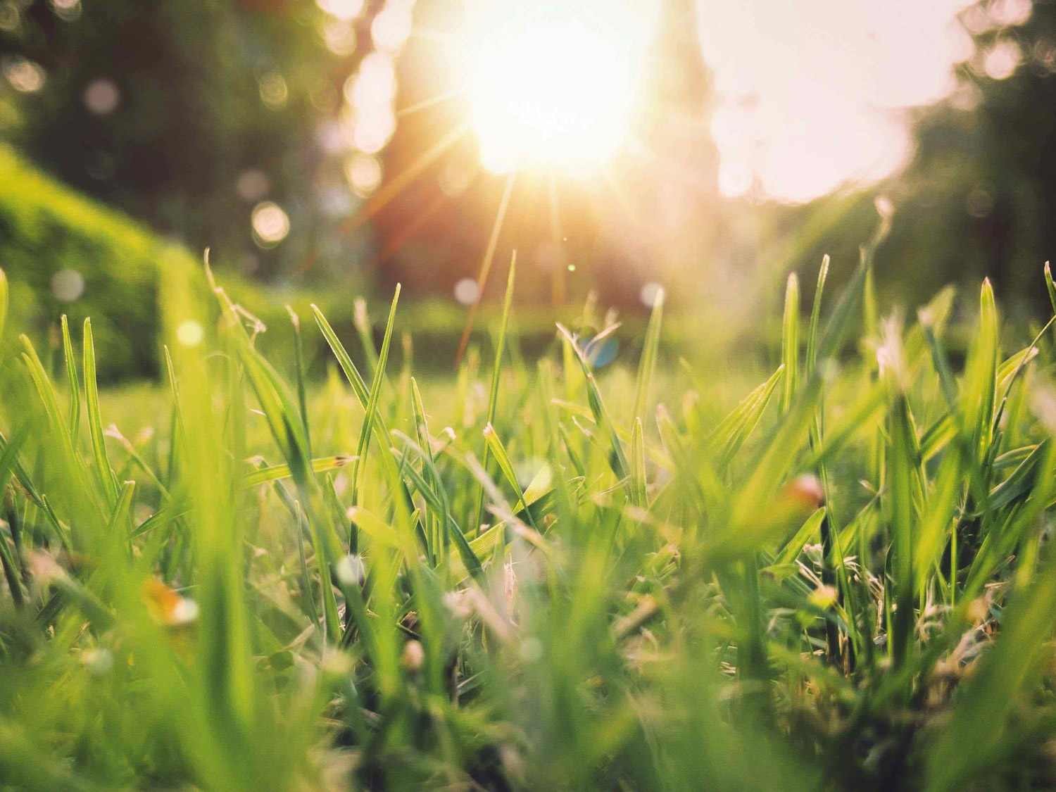 Machen Sie Ihren Garten bereit für den Frühling: 5 Tipps für einen frischen und gesunden Rasen | Profi-rasen Genießen Sie den Frühling in Ihrem Garten mit diesen fünf Tipps | Profi-rasen